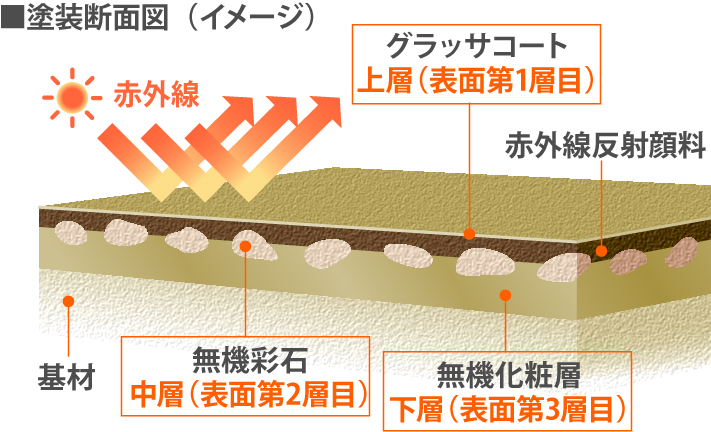 グラッサの断面