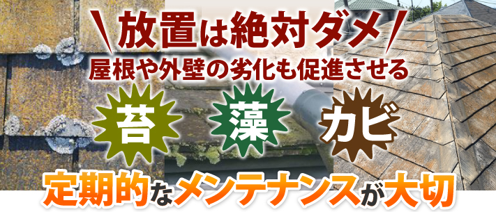 屋根や外壁の劣化を促進させる苔・藻・カビの放置は絶対ダメ