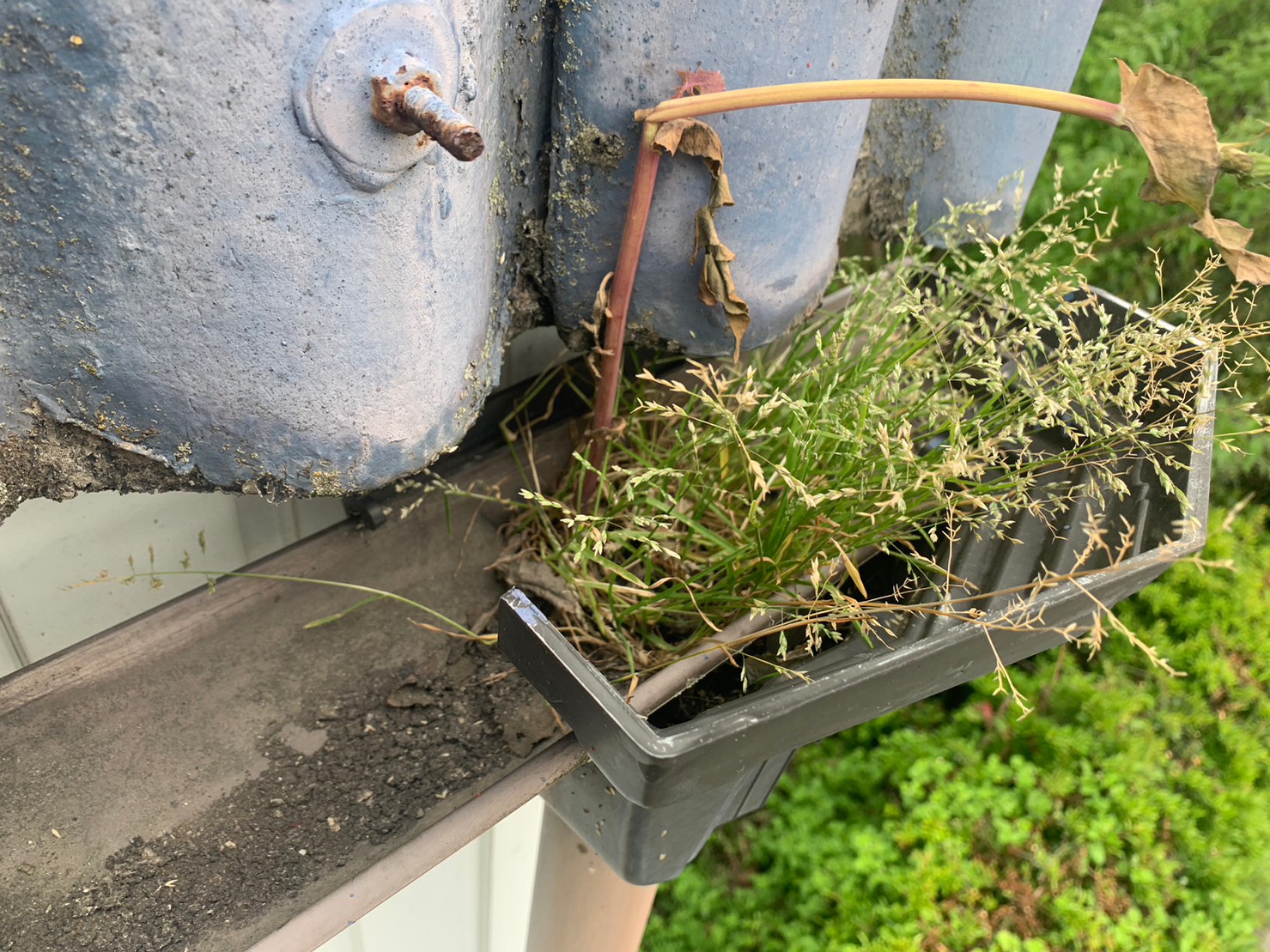 【尾張旭市】雨樋から草が生える!? 集水器の詰まりを無料点検・掃除で解消しました