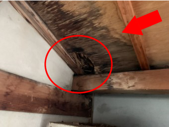 小牧市で雨漏れが心配な方へ｜天井シミから分かる危険サインと修理の考え方